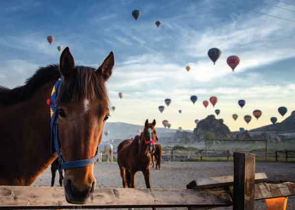 Horseback Riding